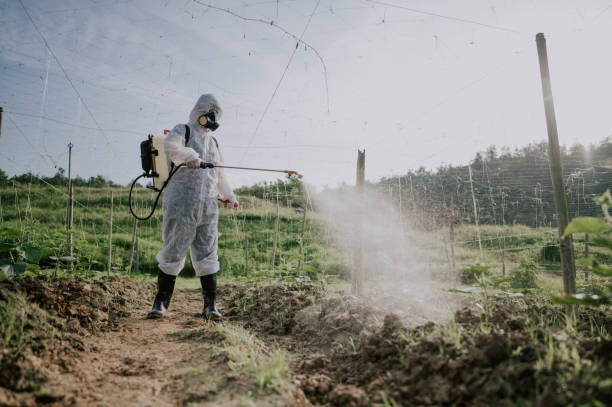 Best Ant Control Services  in San Rafael, NM