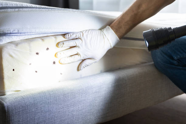 Best Best Pest Control Companies  in San Rafael, NM