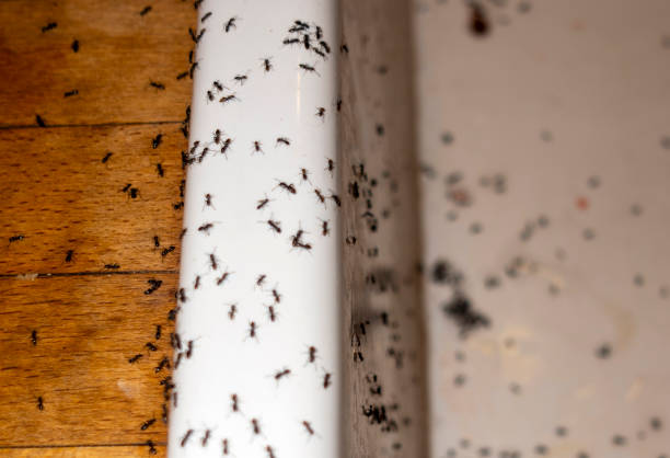 Pest Control for Restaurants in San Rafael, NM