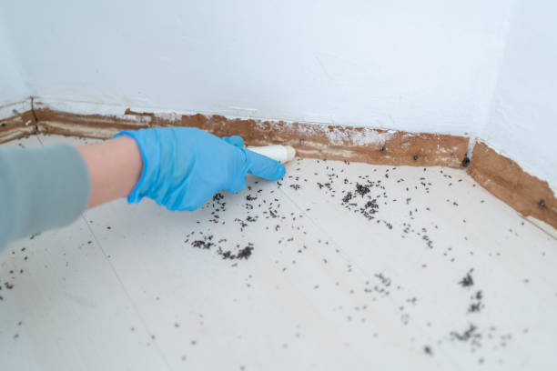 Best Exterminator Services  in San Rafael, NM